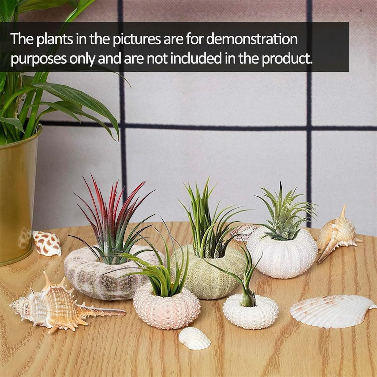 Tutuviw 5 Pcs Mini Sea Urchin Shell Air Plant Holders