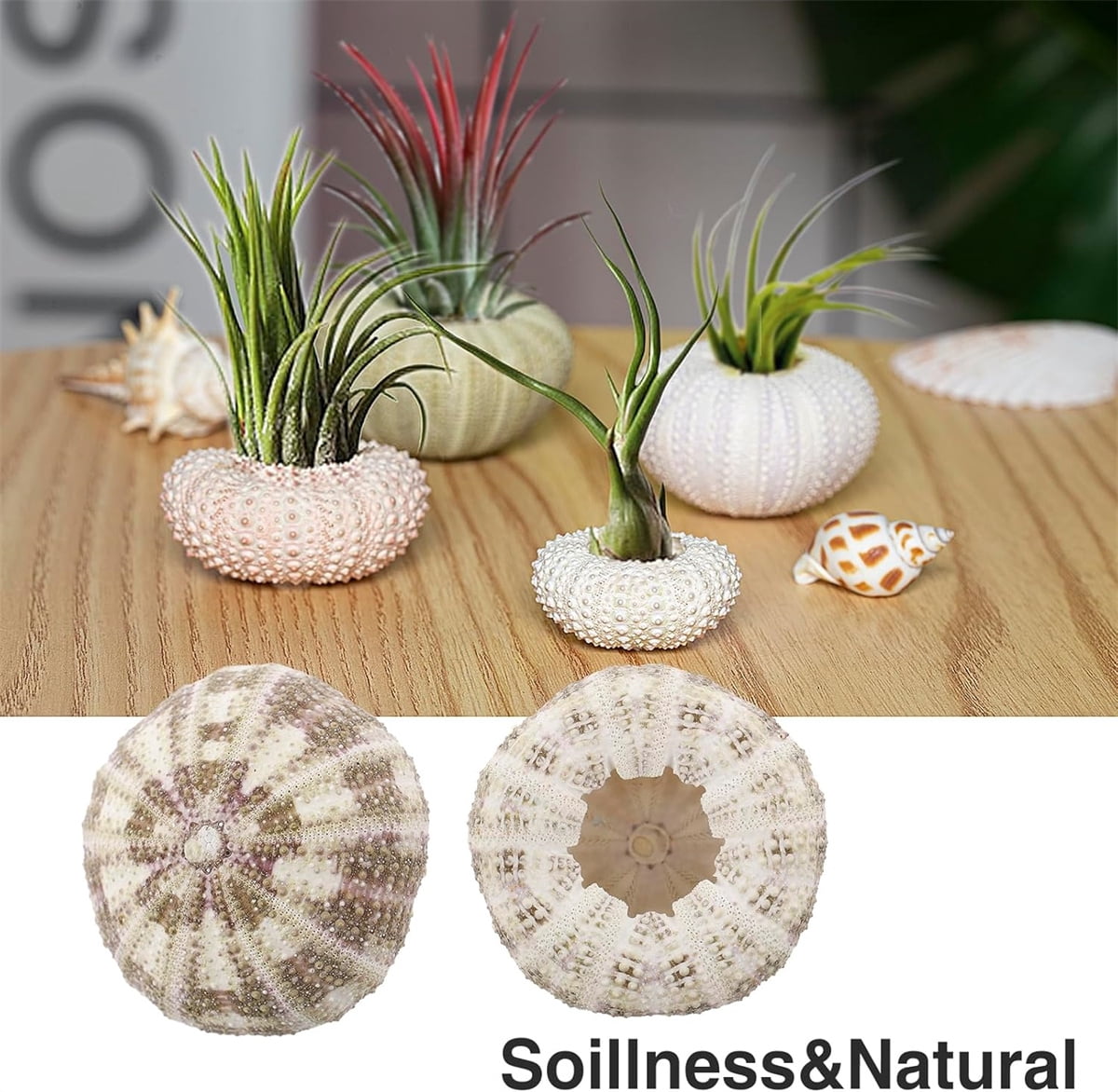 Tutuviw 5 Pcs Mini Sea Urchin Shell Air Plant Holders