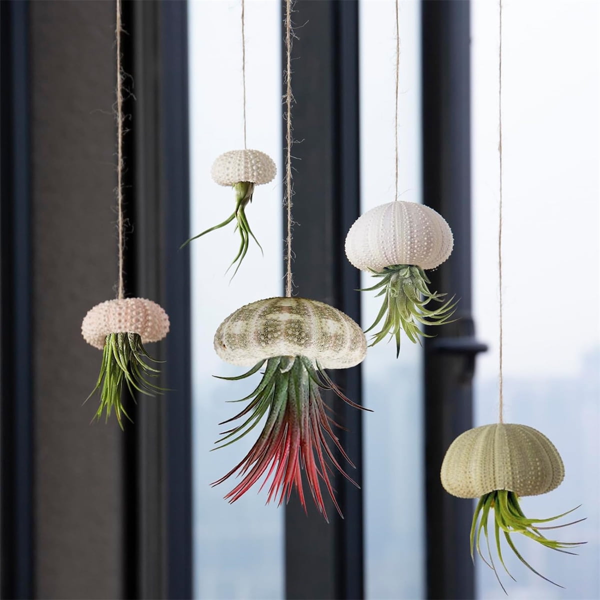Tutuviw 5 Pcs Mini Sea Urchin Shell Air Plant Holders