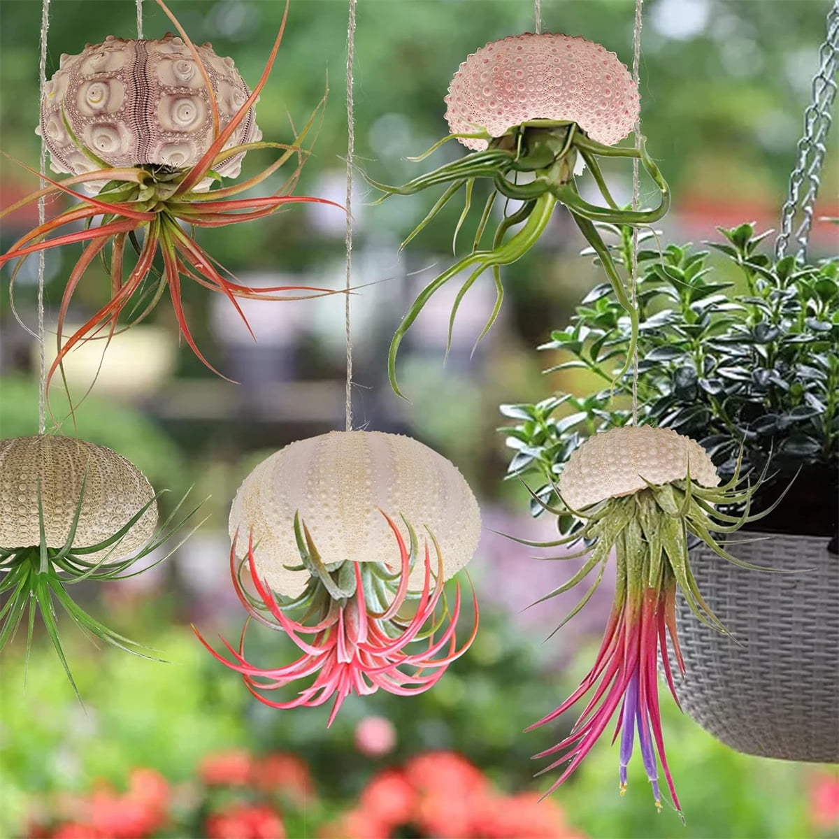 Tutuviw 5 Pcs Mini Sea Urchin Shell Air Plant Holders