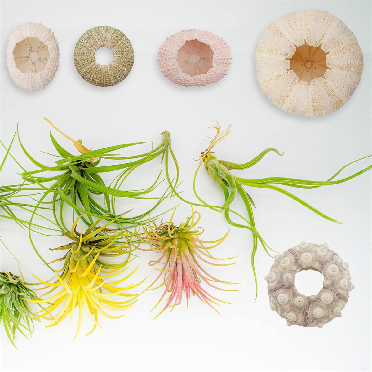 Tutuviw 5 Pcs Mini Sea Urchin Shell Air Plant Holders