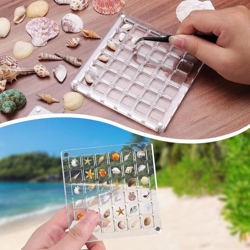 Acrylic Magnetic Seashell Display Box